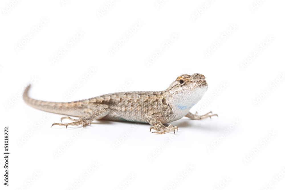 Naklejka premium Lizard on White Background
