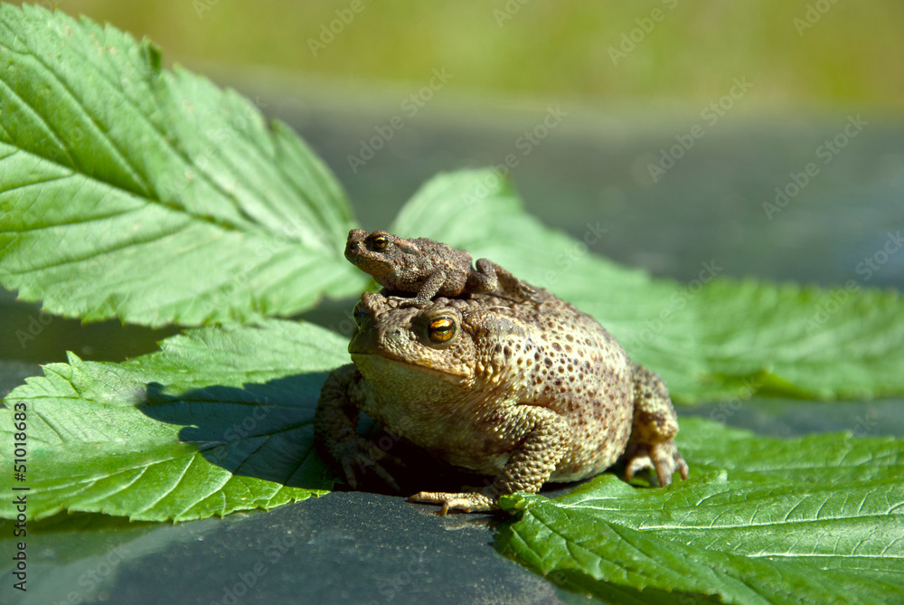 Obraz premium Family of frogs