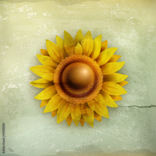 Fototapeta Naklejka Na Ścianę i Meble -  Sunflower, old-style