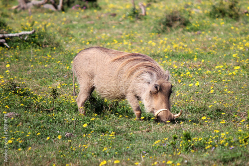 Foto Warthog