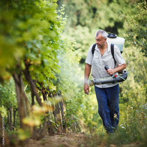 Vintner walking in his vineyard spraying chemicals on his vines photo