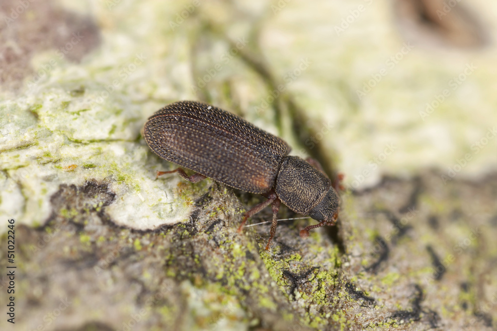 Synchita humeralis on wood, extreme close up Synchita humeralis on wood, extreme close up