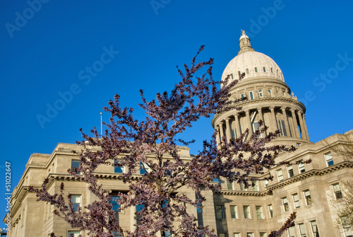 Capital building and blooming tree photo