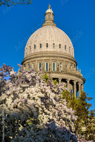 Flowering tree and Capital photo