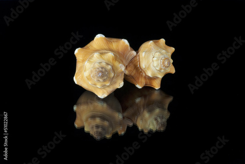 pair of Angaria Delphinus shells on a black background photo