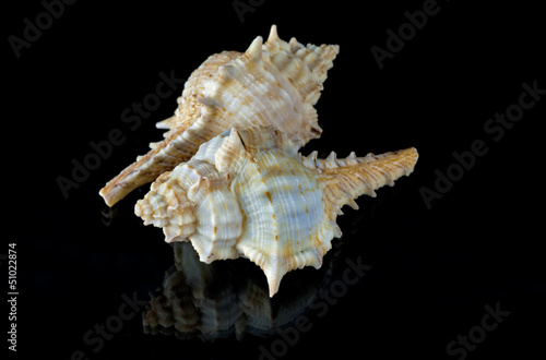 Sea Shells Angaria Delphinus photo