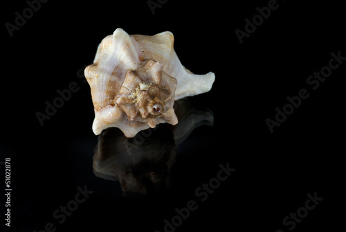 Angaria Delphinus Seashell