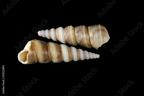 Turritella communis shells