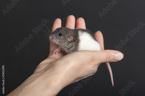 small rat in the palm