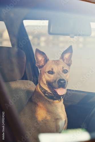 Dog in the car