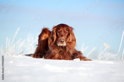 Red irish setter dog in snow field