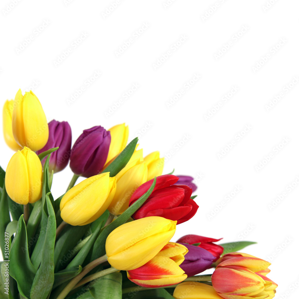 Naklejka premium Tulpen