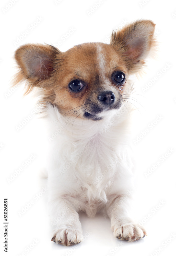 puppy chihuahua puppy chihuahua
