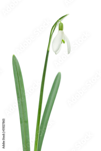 Single Isolated Snowdrop