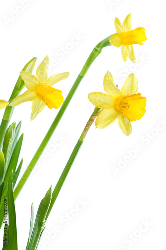 Yellow daffodils, closeup, isolated