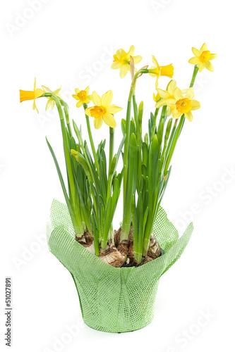 Yellow daffodils, spring flowers, isolated on white background