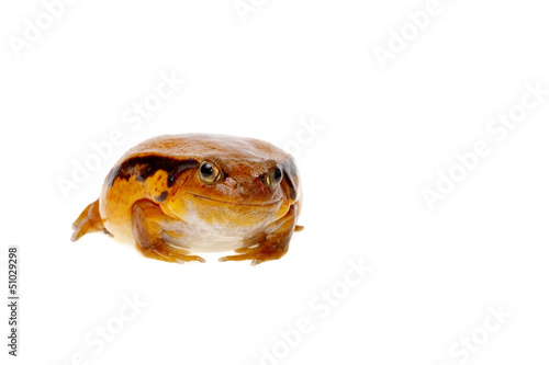 toad tomato