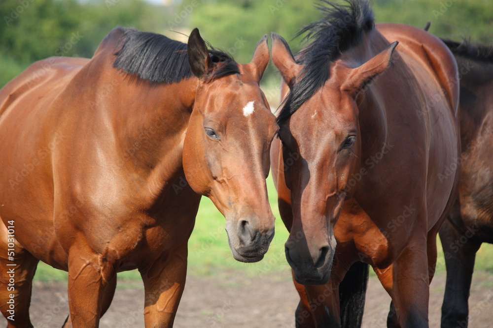 Two brown horses nuzzling each other Two brown horses nuzzling each other