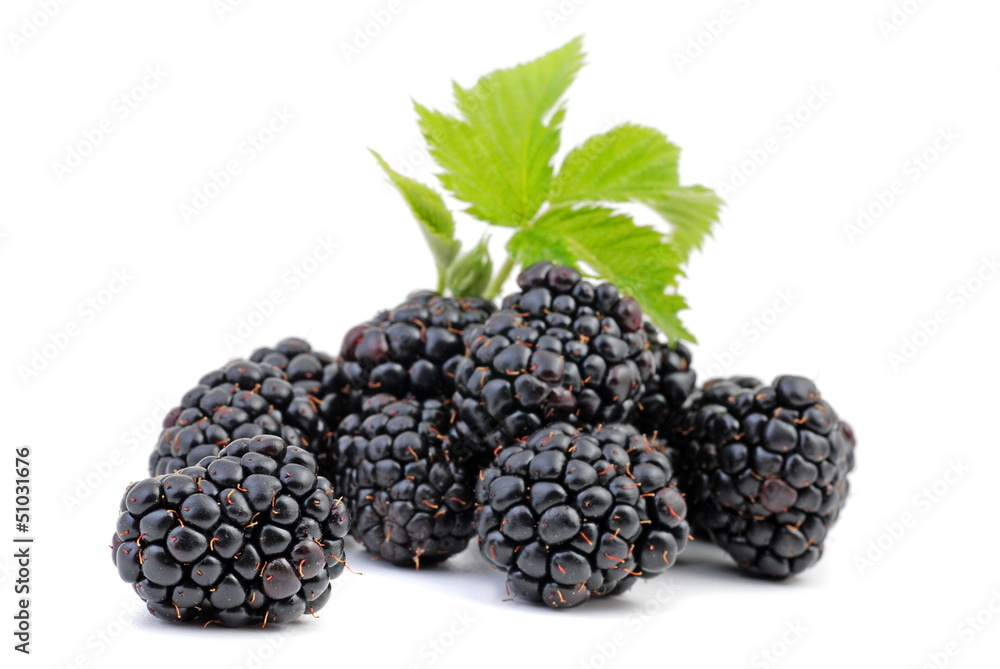 Brombeere Brombeere