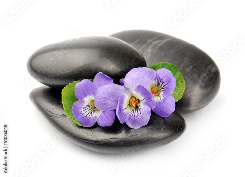 violets flowers