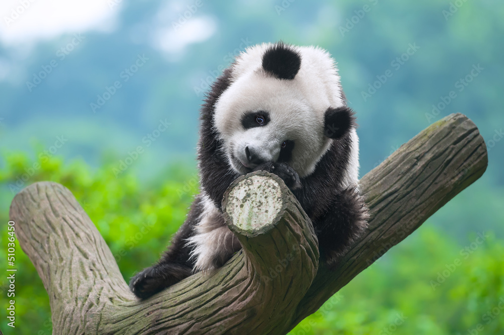 Obraz premium Panda bear sitting in tree