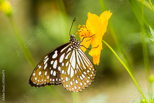 Butterfly eating nectar