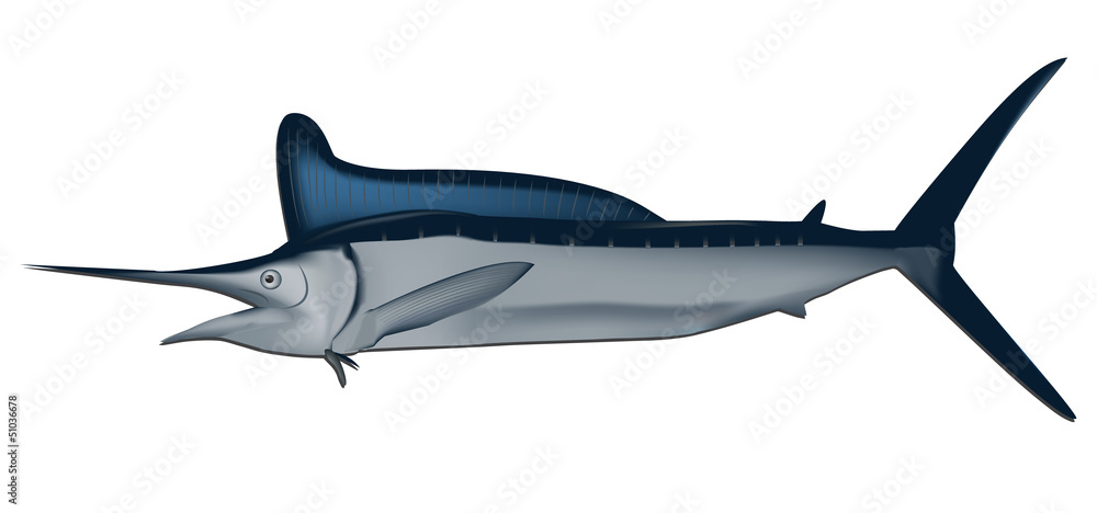 Fototapeta premium Marlin fish vector illustration