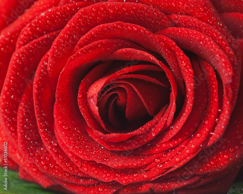 Fototapeta Naklejka Na Ścianę i Meble -  Red rose - Rosa rossa