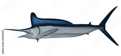 Marlin fish vector illustration