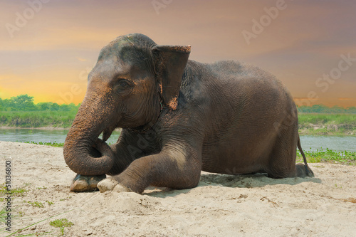 Asian elephant lying at the riverbank near jungle during sunset