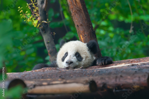Valokuva Panda bear head sticking out