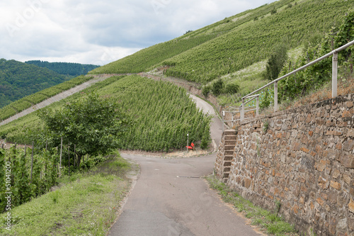 Countryroad through German vineyards along the river Mosselle photo