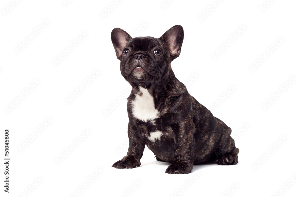 neugieriger hundewelpe neugieriger hundewelpe
