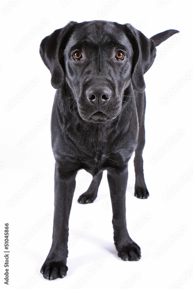 Labrador Retriever schwarz Hund Labrador Retriever schwarz Hund