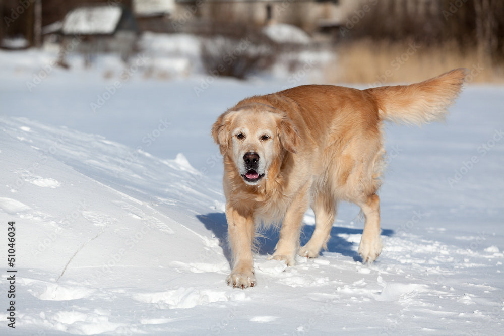 Beautiful golden retriever running on snow in winter season