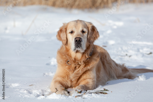 Beautiful golden retriever with stick in cold winter snow