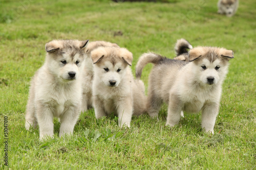 Bild auf Leinwand Group of Alaskan Malamute puppies