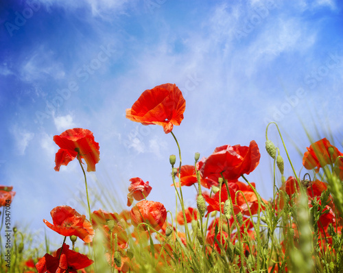 Poppy flowers