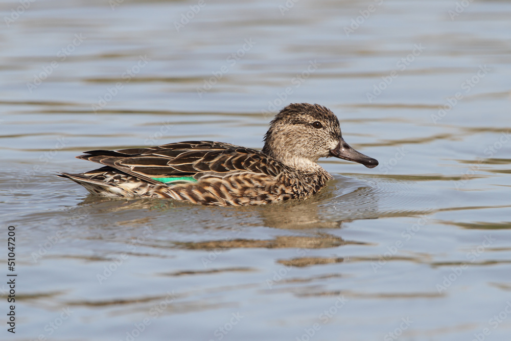 Female Green-winged Teal Female Green-winged Teal