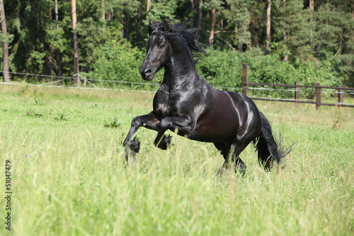 Black friesian stallion running © Zuzana Tillerova