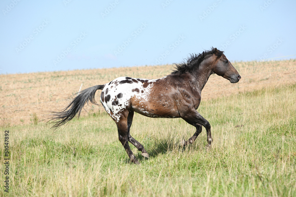 Nice appaloosa stallion running Nice appaloosa stallion running
