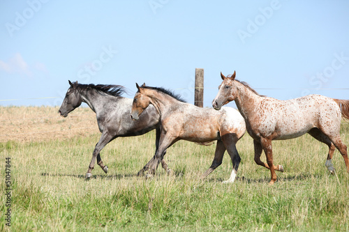 Fototapeta Naklejka Na Ścianę i Meble -  Nice appaloosa horses running on pasturage