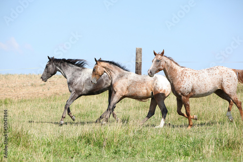 Nice appaloosa horses running on pasturage