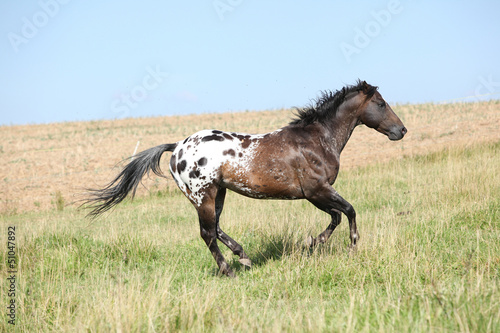 Nice appaloosa stallion running photo