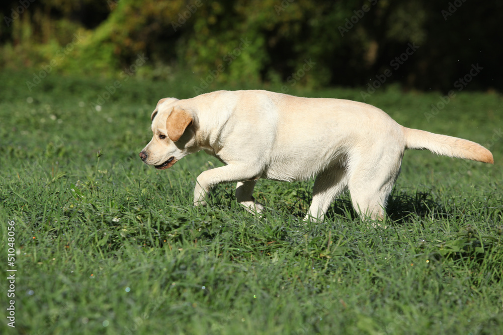 Creme Labrador retriever running