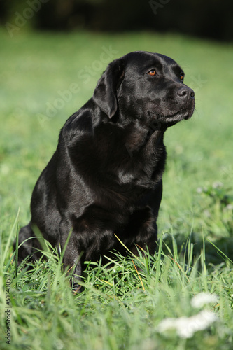 Beautiful labrador retriever sitting down