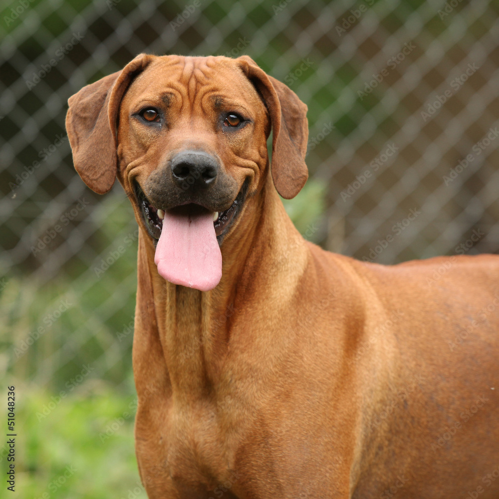 Rhodesian ridgeback bitch