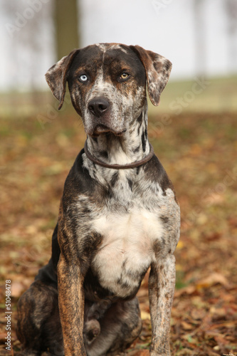 Fototapeta Naklejka Na Ścianę i Meble -  Louisiana Catahoula dog in Autumn