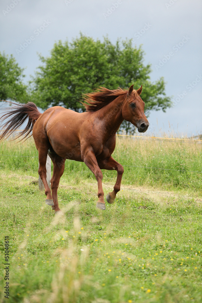 Nice Quarter horse stallion running on pasturage Nice Quarter horse stallion running on pasturage