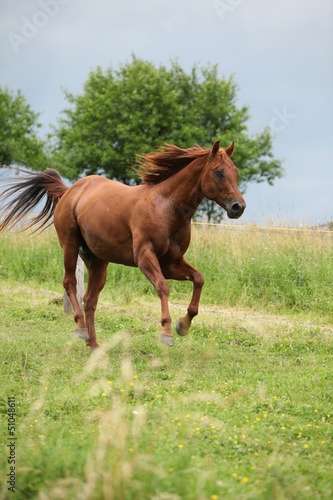 Nice Quarter horse stallion running on pasturage